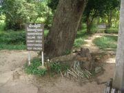 Killing Tree